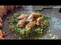 Tawa Fry Cheese Ragda Samosa Chaat Indian Street Food