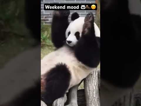 🐼🦦😊 #funny #animal #panda #pandapanda #viral #viralreels #viralshorts #viralvideos