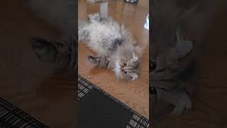 #ミヌエット #猫動画 #癒し猫 #かわいい猫