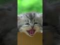 Chaton appelle sa Maman 🐱 Abonne Toi, Like ❤️ Cris de Chats qui miaulent #meow