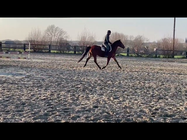 Jument 4 ans - CSO - A vendre - Poney E