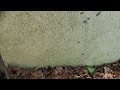 Leaf Litter Harboring Ants in Hopewell, NJ