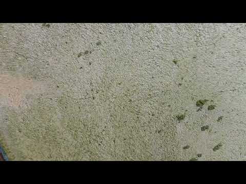 Leaf Litter Harboring Ants in Hopewell, NJ