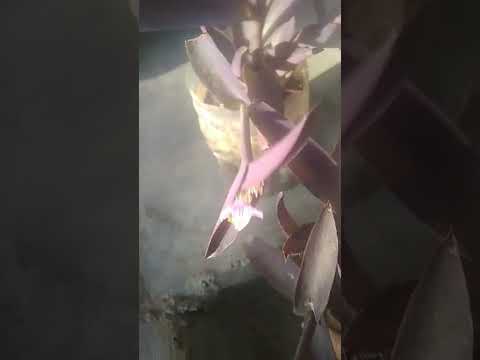 Beautiful flowers like and subscribe my channel