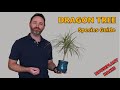 Madagascar Dragon Tree Houseplant Species Guide | Dracaena Marginata