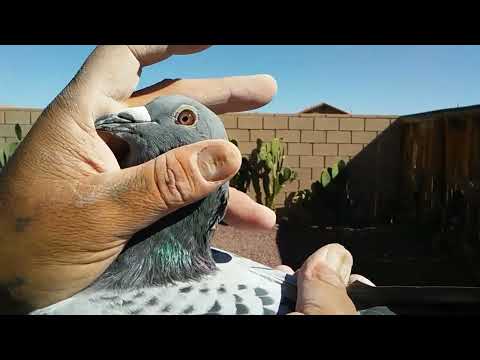 Janssen Van Loon Pigeon