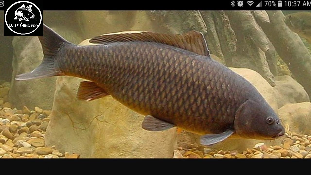 CARACTERÍSTICAS DE LA CARPA COMUN Y SU HABITAT