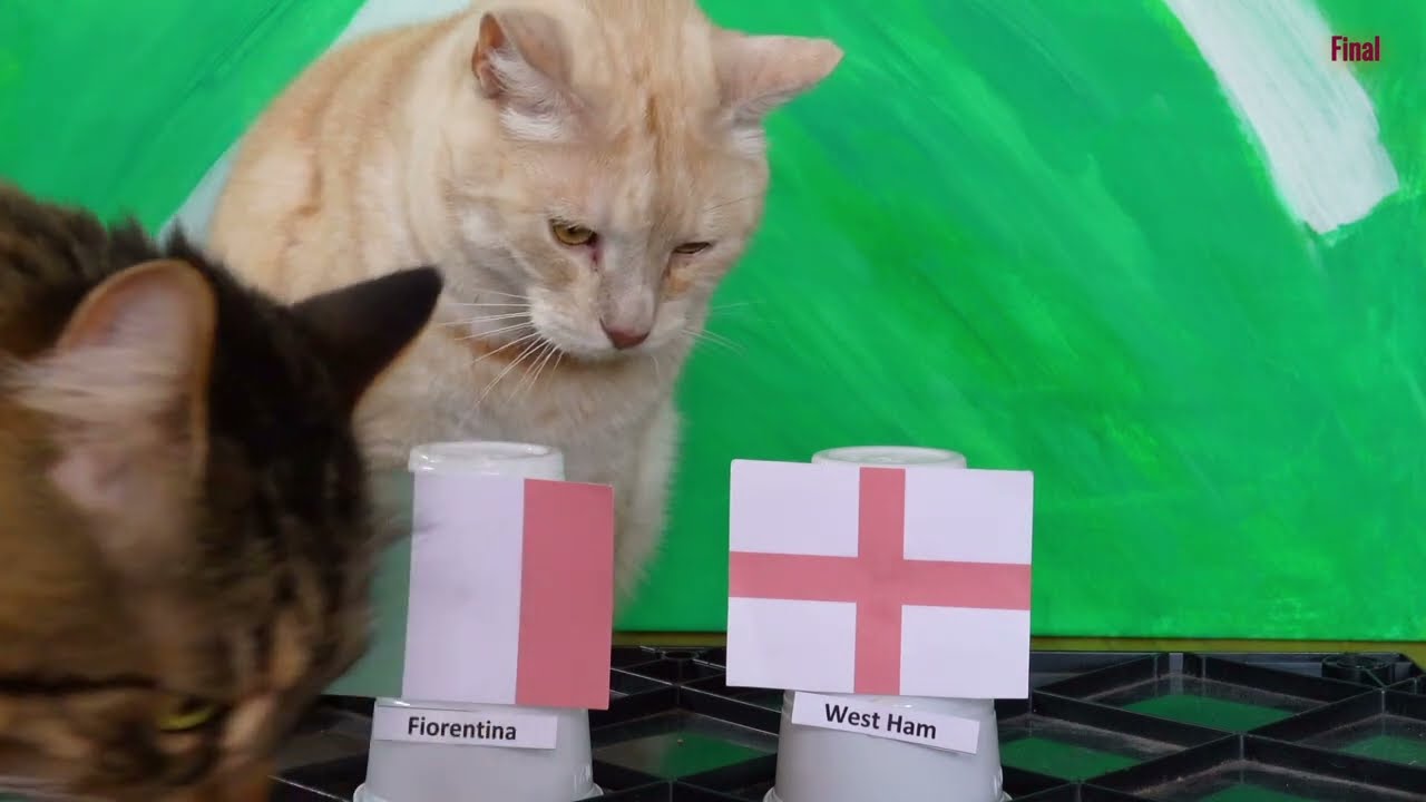 ACF Fiorentina Vs West Ham United FC - Animals Europa Conference League 2022/23 Final Prediction