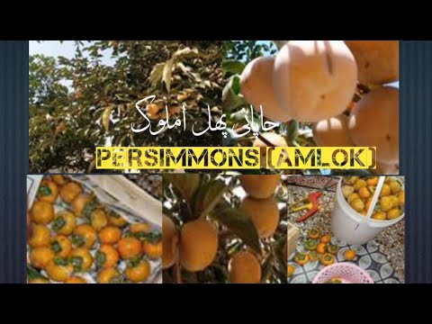 World Most expensive Persimmons (Japani phal) جاپانی پھل املوک. Nz's Ideas 💡