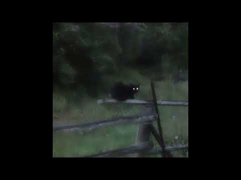 [free] (5+) post-punk, darkwave loop kit 2023 - "runaway" (molchat doma loop kit)