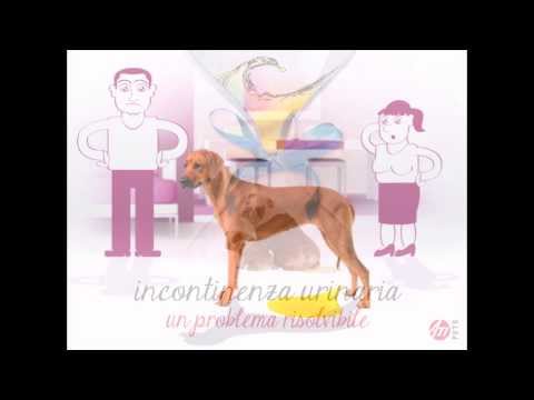 Anteprima Video Incontinenza urinaria del Cane
