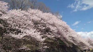 2025_03_20南足柄市　あしがら花紀行①[一の堰(せき)ハラネ 春めき桜].wmv
