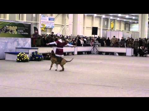 Cup of RussiaonDanceswithDogs January28,2012BloodhoundLOAMY LANE'S INFINITY