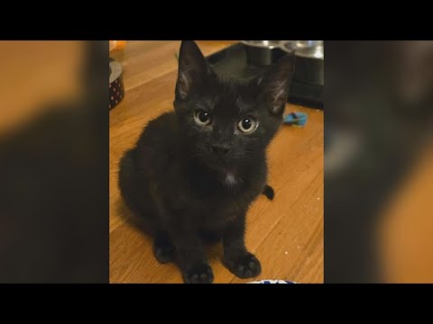 Saving Graces 4 Felines: Meet VC Andrews - YouTube