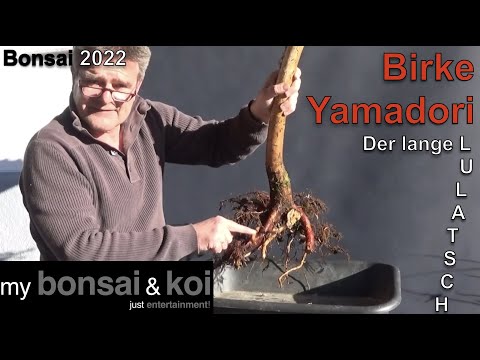 Bonsai 2022-62 - Birke - Yamadori - der lange Lulatsch aus dem Wald