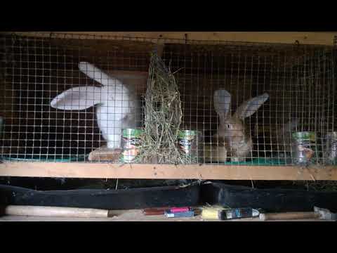 Вечерний обход питомцев,покрыли крольчиху.