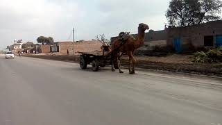 preview picture of video 'Ramzan suger mills chiniot city  Road bike trip'