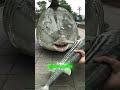The Little Shark Turned Into A Big Shark Funny