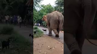 Tragedy in the village A massive elephant on the loose trampled a goat,🐘#wildlife #shorts
