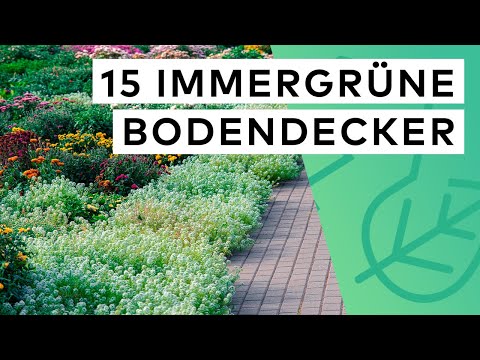 15 evergreen ground covers. The most beautiful varieties for your garden! 🪻