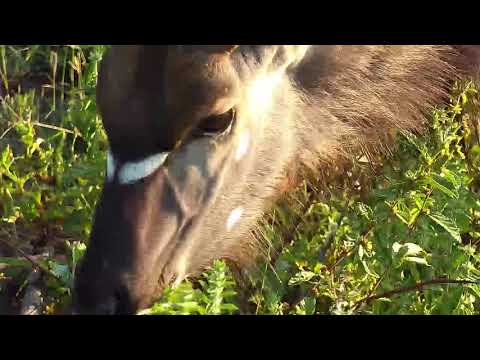 Djuma: Nyala bull - 06:54 - 04/30/20