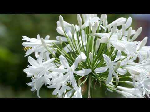 Ganz in Weiß – traumhafte Blütenpflanzen