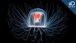 Can This Jellyfish Live Forever?