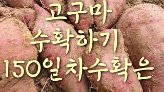 고구마 수확하기 150일차 수확은