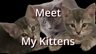 Meet My Kittens