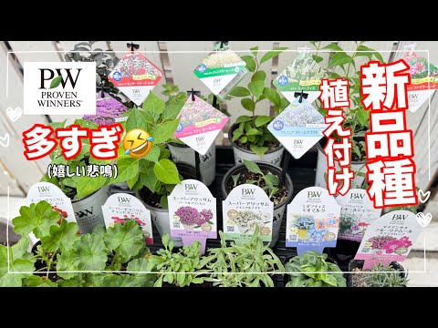 園芸 ペルシャの盾