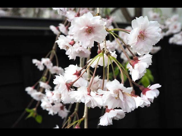 2024 [Kakunodate Cherry Blossoms] Blooming Status April 23rd