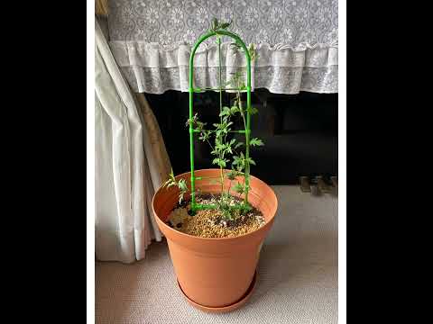 スイカズラの茎を植える方法