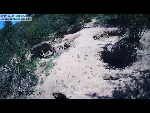 Another Lion Visits the Leadwood Hyena Den