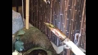 飾らない番組 お願いフルーツ