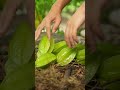 Star Fruit Satisfying Short