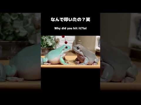 見つめあって仲良しなのかと思ったらなんで叩いたの？笑 #カエル #frog #かわいい動物 #cuteanimals
