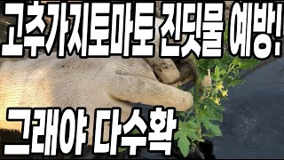 고추가지토마토 2배 수확하려면 이것 뿌려서 벌레부터 해결해야 다수확 가능해요!