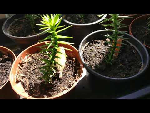 Growing a Monkey Puzzle Tree from Seed Part 4