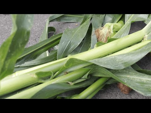 KWS Maisstorys 2021 - TS-Gehalt-Bestimmung via KroQ