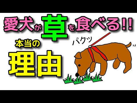犬はフダンソウを食べても大丈夫ですか?
