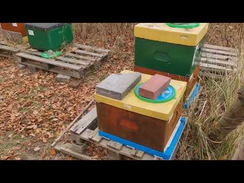 Small forest apiary - medium and large bee families autumn 2022 - Queen Bees pawluk.net.pl