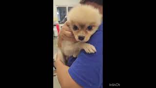 Video preview image #1 Pomeranian Puppy For Sale in Seattle, WA, USA