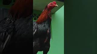 Download lagu 9X winner ,pukul saraf ,tidak lebih dari satu korokan 12min 🔥🔥🔥🔥🔥.  #ayamaduan  #ayambangkok mp3