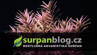 Rotala H'Ra (Gia Lai) - Aquarium Plants | SURPAN.cz