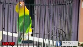 Download lagu Lovebird Jantan Konslet Minor Kepala Geleng - Geleng mp3 Download lagu Lovebird Jantan Konslet Minor Kepala Geleng - Geleng mp3