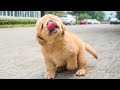 These Golden Retriever PUPPIES Will Make You LAUGH Your HEAD OF Funniest Animal Videos