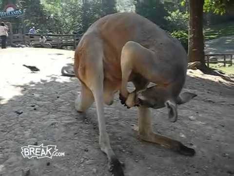 Kangaroo Licking Its Balls