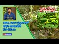 Raithu Nestham Dt 15 11 2019 Topic Senaga Kandi Pantalalo Adhika Digubadiki Suchanalu