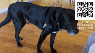 House Sitting KODA in Gainesville, Florida - March 2025