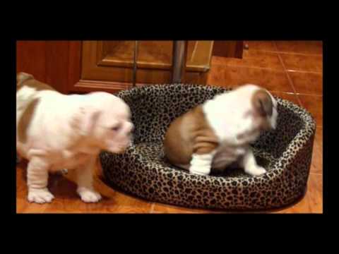 cachorros de Ifarabull Zakira y Snoop Doggy Dog Richard (52 días)